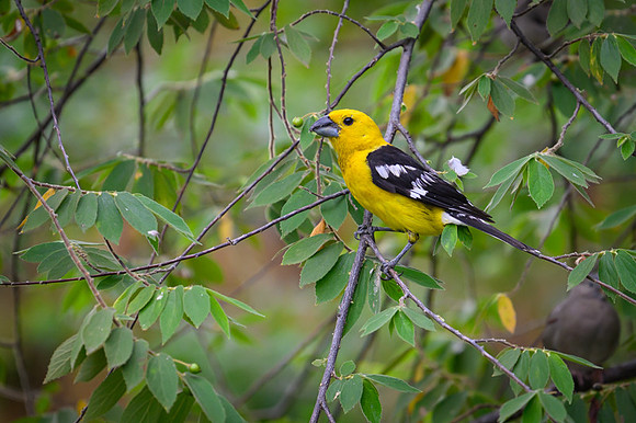 Golden Grosbeak
