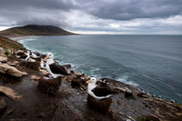Light-mantled Albatross - Falkalnd Islands