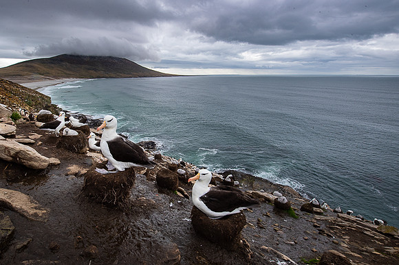 Light-mantled Albatross - Falkalnd Islands