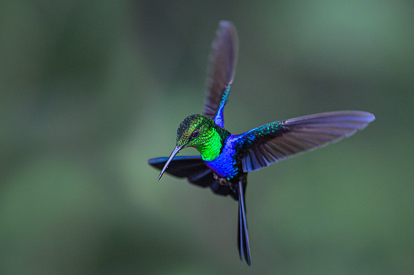 Fork-tailed Woodnymph