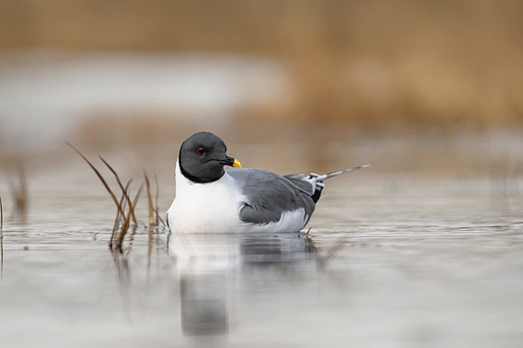 Sabine's gull