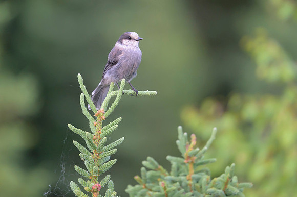 Gray Jay