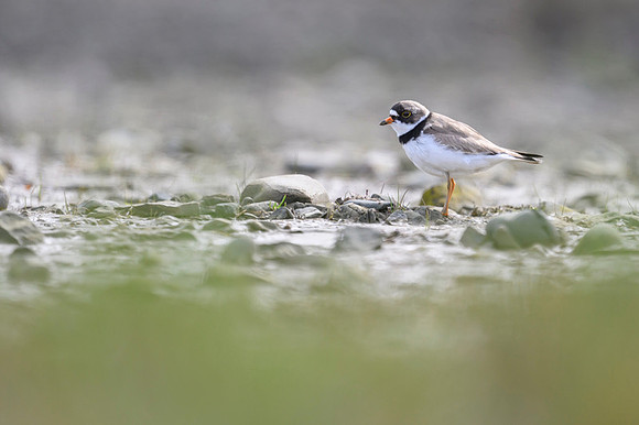 New Semipalmated Plover