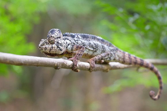 Malagasy giant chameleon