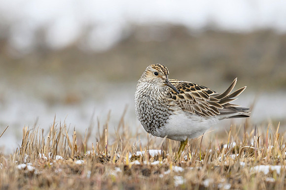 New Spotted sandpiper