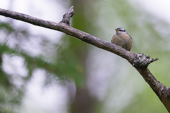 Red-breasted Nuthatch