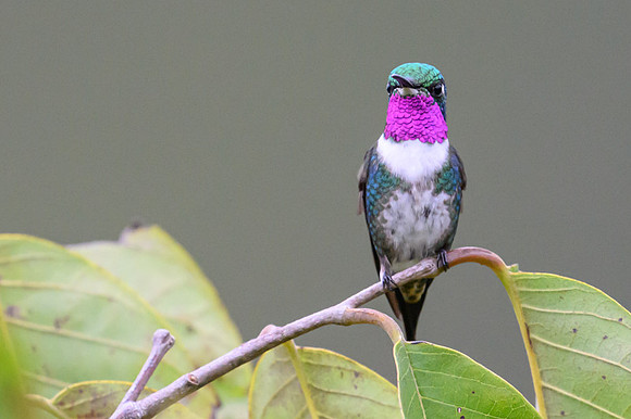 White-bellied Woodstar