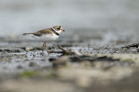 New Semipalmated Plover