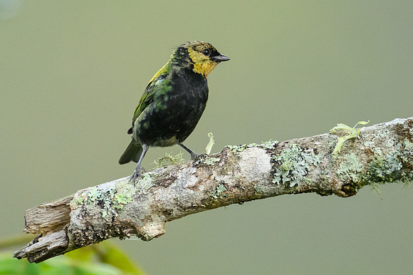 Silvery Tanager