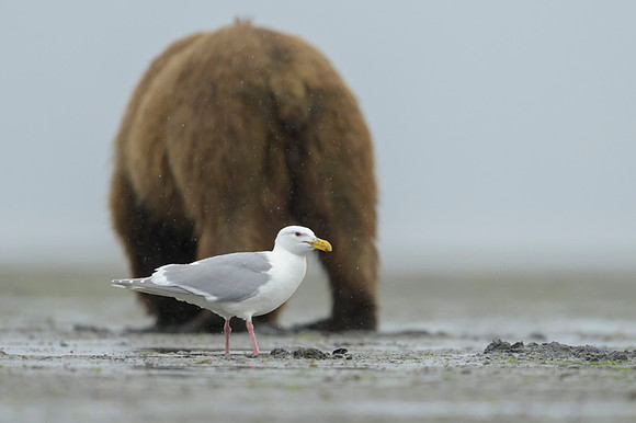 Glaucous gull