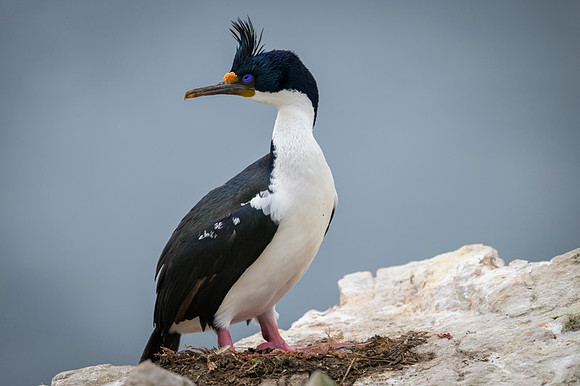 Imperial cormorant
