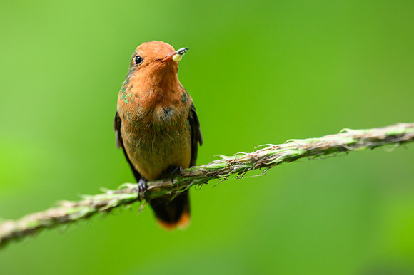 Rufous-crested Coquette