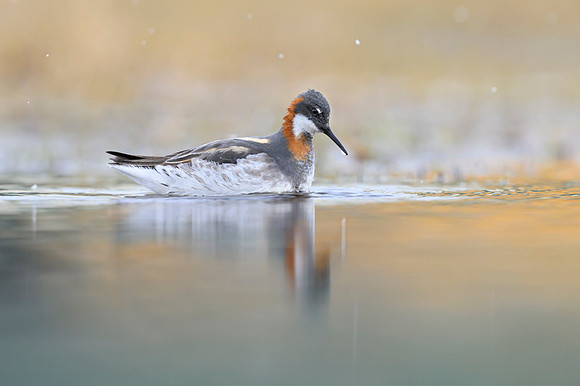 New Red-necked Phalarope
