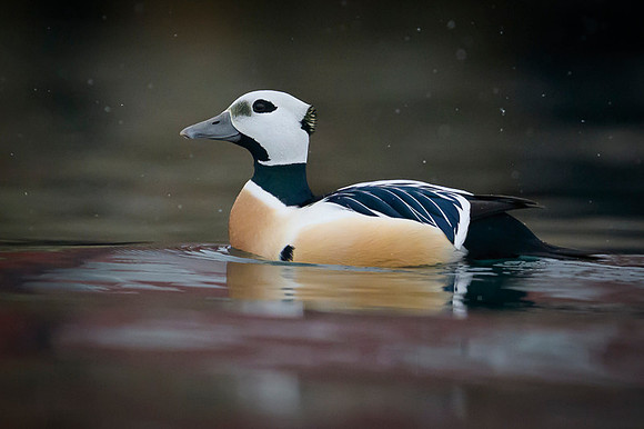 Steller's eider / Birginiak