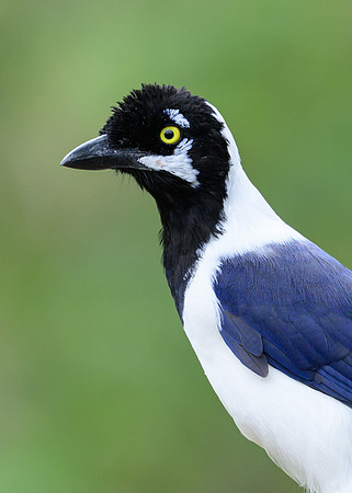 White-tailed Jay