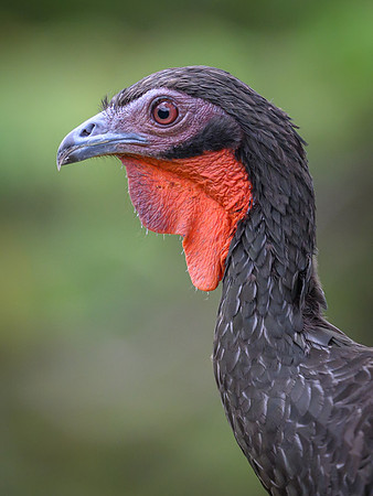 White-winged Guan