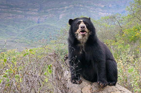 Spectacled Bear