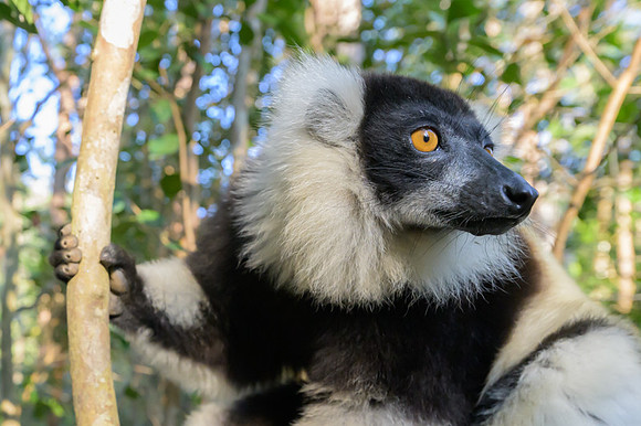 Black-and-white ruffed lemur