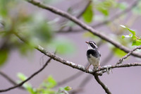 Tumbes sparrow