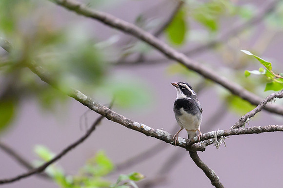 Tumbes sparrow