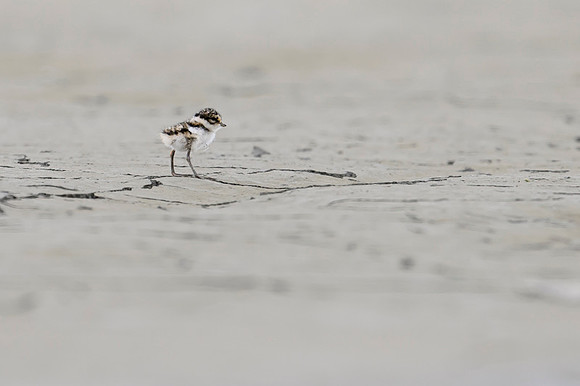 New Semipalmated Plover