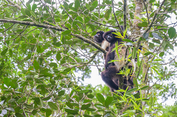 Milne-Edwards's sifaka