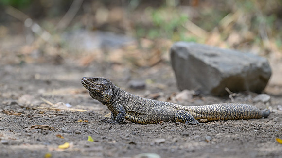 Thumbesian Tegu