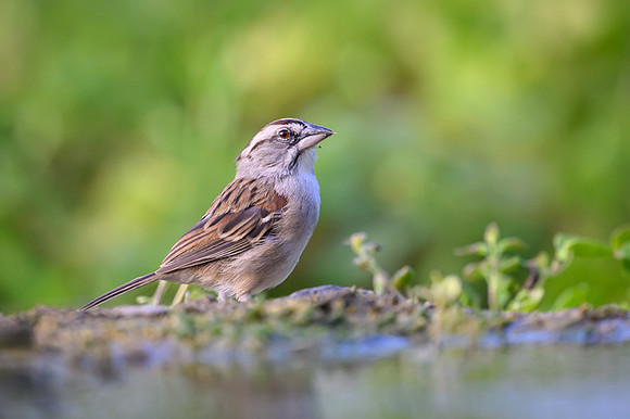 Tumbes sparrow