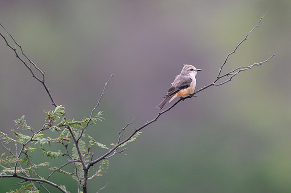 Vermilion Flycatcher