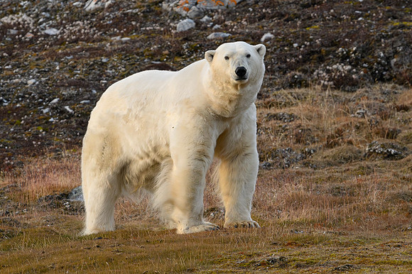 Polar bear