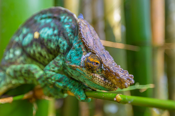 Parson's chameleon