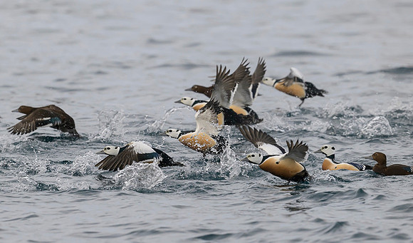 Steller's eider / Birginiak