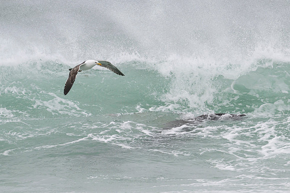 Kelp gull