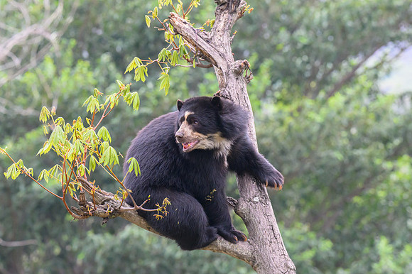 Spectacled Bear