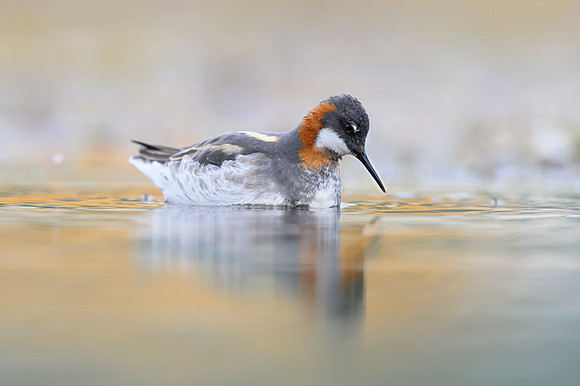 New Red-necked Phalarope