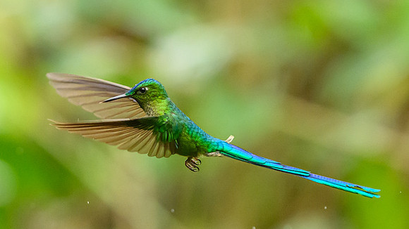 Long-tailed Sylph