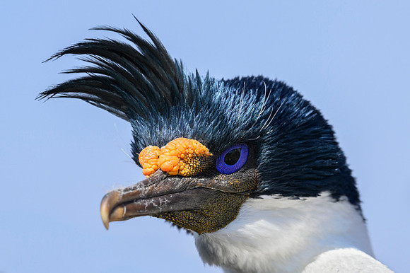 Imperial cormorant