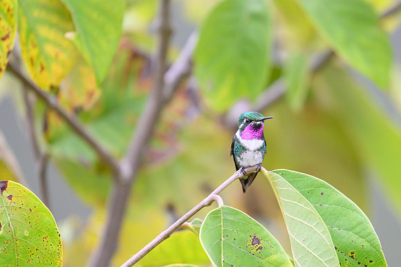 White-bellied Woodstar