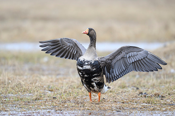 Greater white-fronted goose