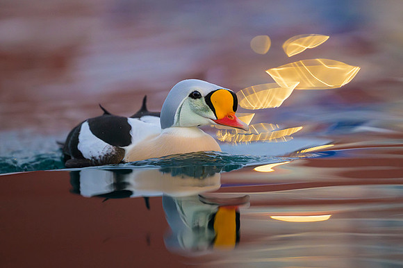 King eider / Turkan