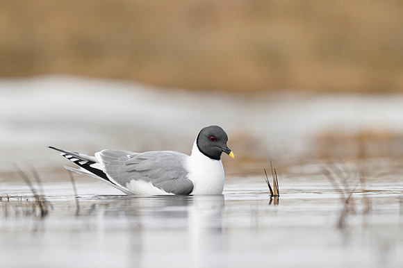 Sabine's gull