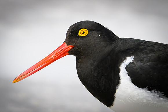 Magellanic Oystercatcher