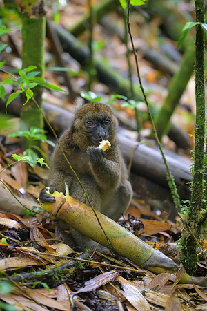 Greater bamboo lemur