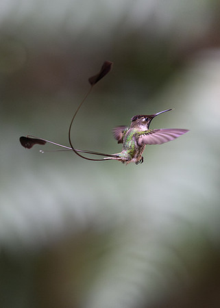 Marvellous Spatuletail Hummingbird