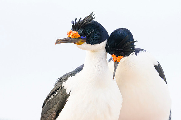 Imperial cormorant