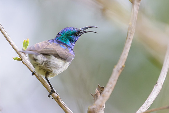 Souimanga Sunbird