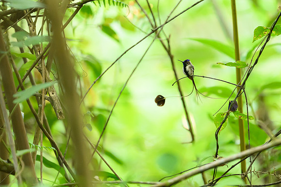 Marvellous Spatuletail Hummingbird