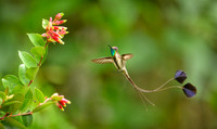 Marvellous Spatuletail Hummingbird