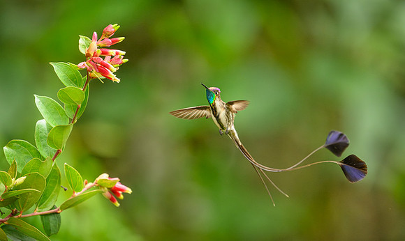 Marvellous Spatuletail Hummingbird