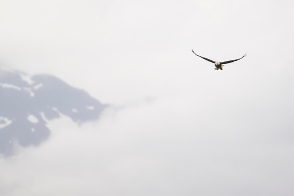 Bald Eagle